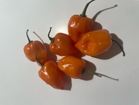 habanero_2.jpeg