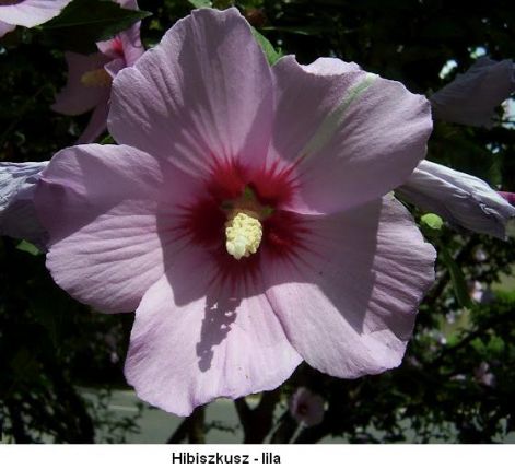 hibiszkusz.jpg