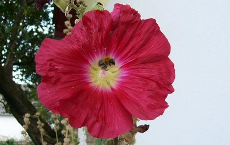 hibiszkusz_ciklamen.jpg