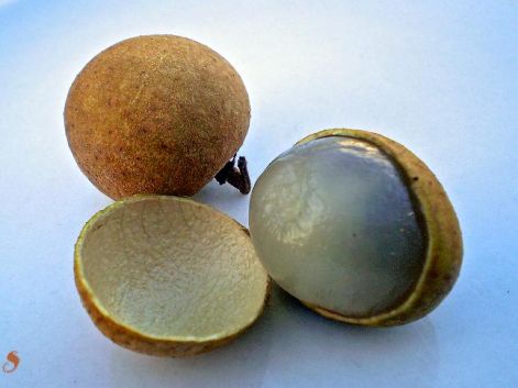 longan_1.jpg