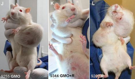 rat-tumor-monsanto-gmo-cancer-study-3-wide1.jpg