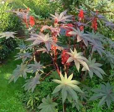 ricinus.jpg